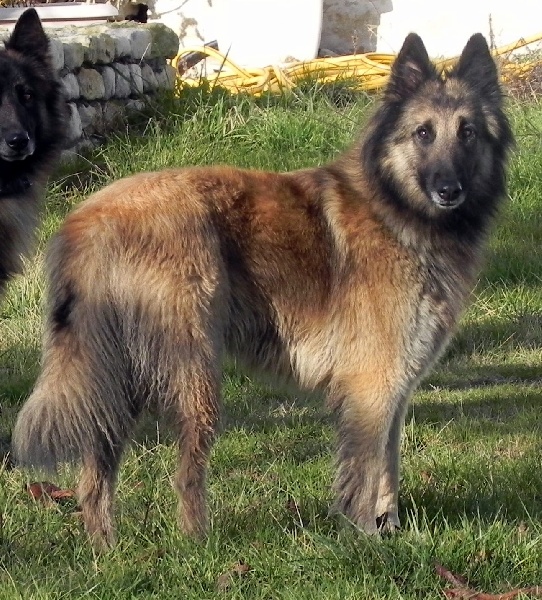 Douchka Du Grand L'ilot