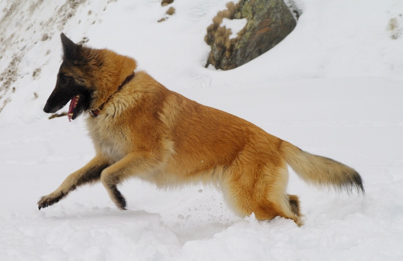 Banquise du Home de la Louve Blanche