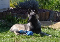 Guss