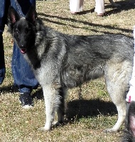 Fenji