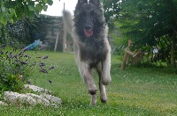 Gino