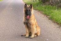 Helka (havane)