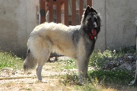 JAIA